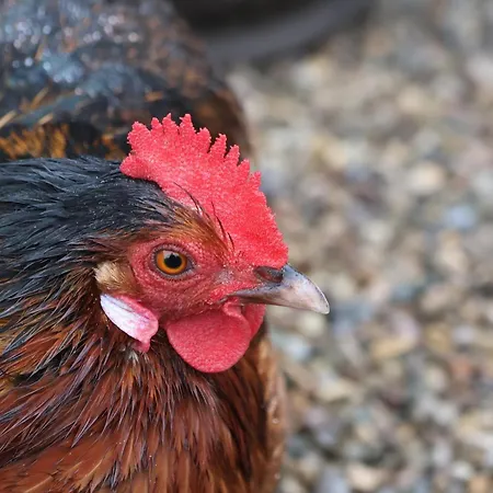 The Nail Shed Holiday home *